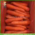 China nueva cosecha de zanahoria fresca a mediados de mercado